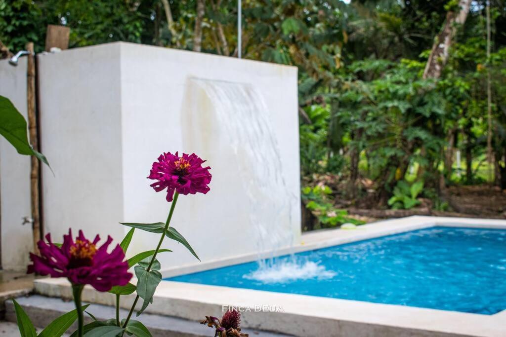 Finca D'Elia Lodge 푸에르토 리몬 외부 사진